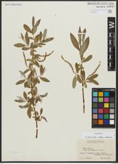 Foto von Salix alba subsp. vitellina (L.) Arcang.